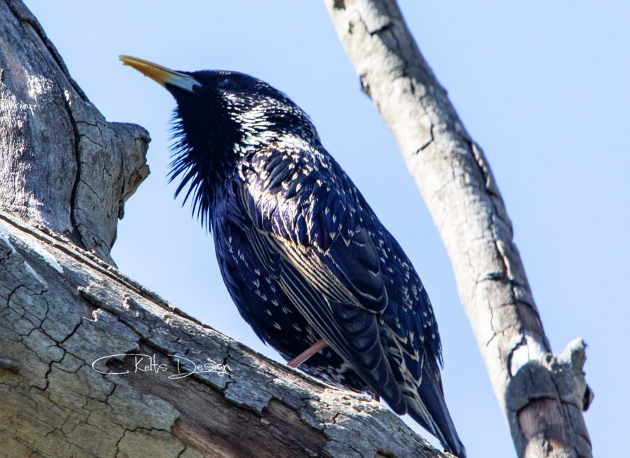  European Starling