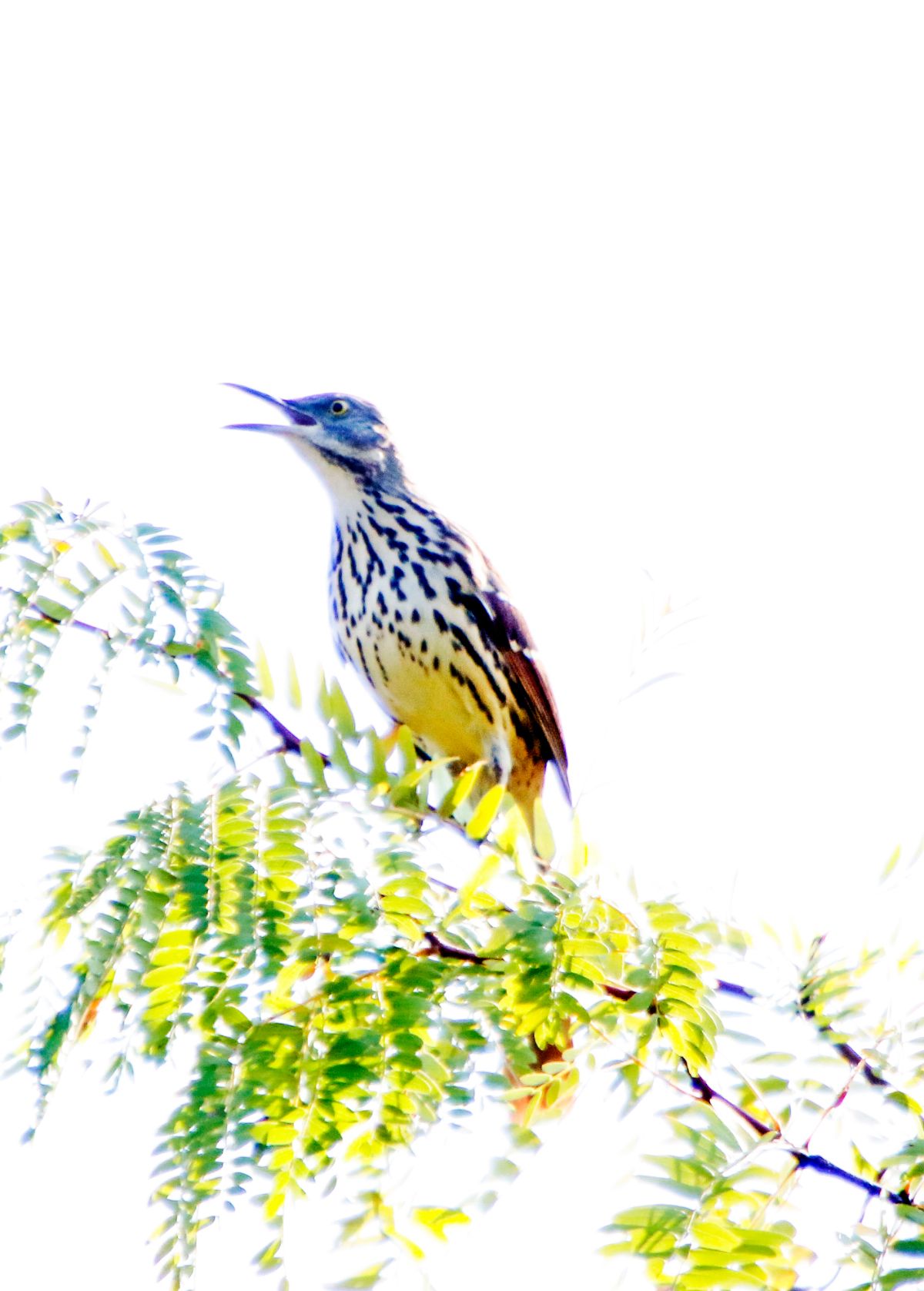 Brown Thrasher