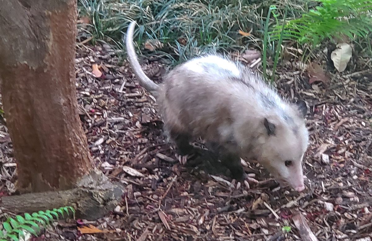 Opossum 