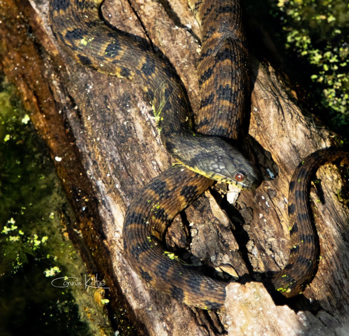 Northern Water Snake