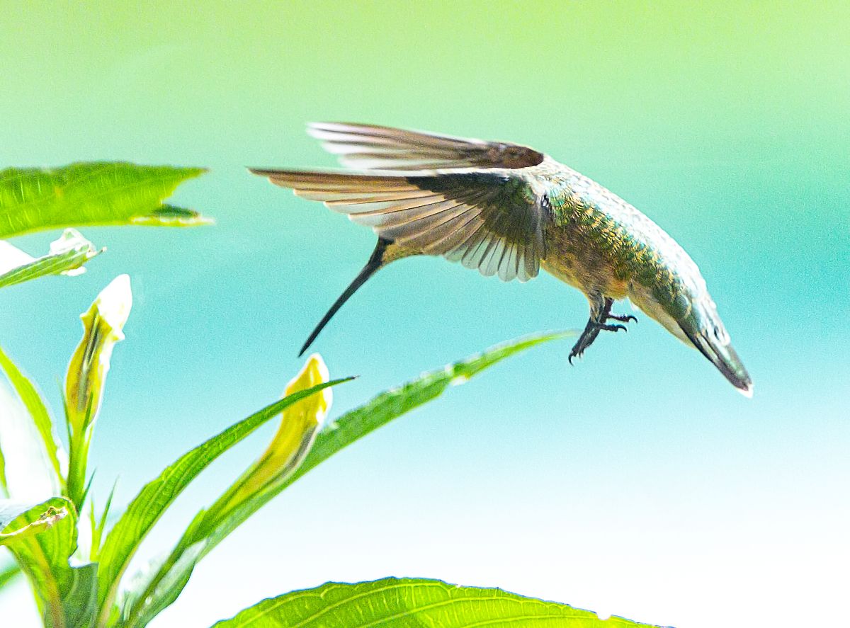 Black Throated Hummingbird