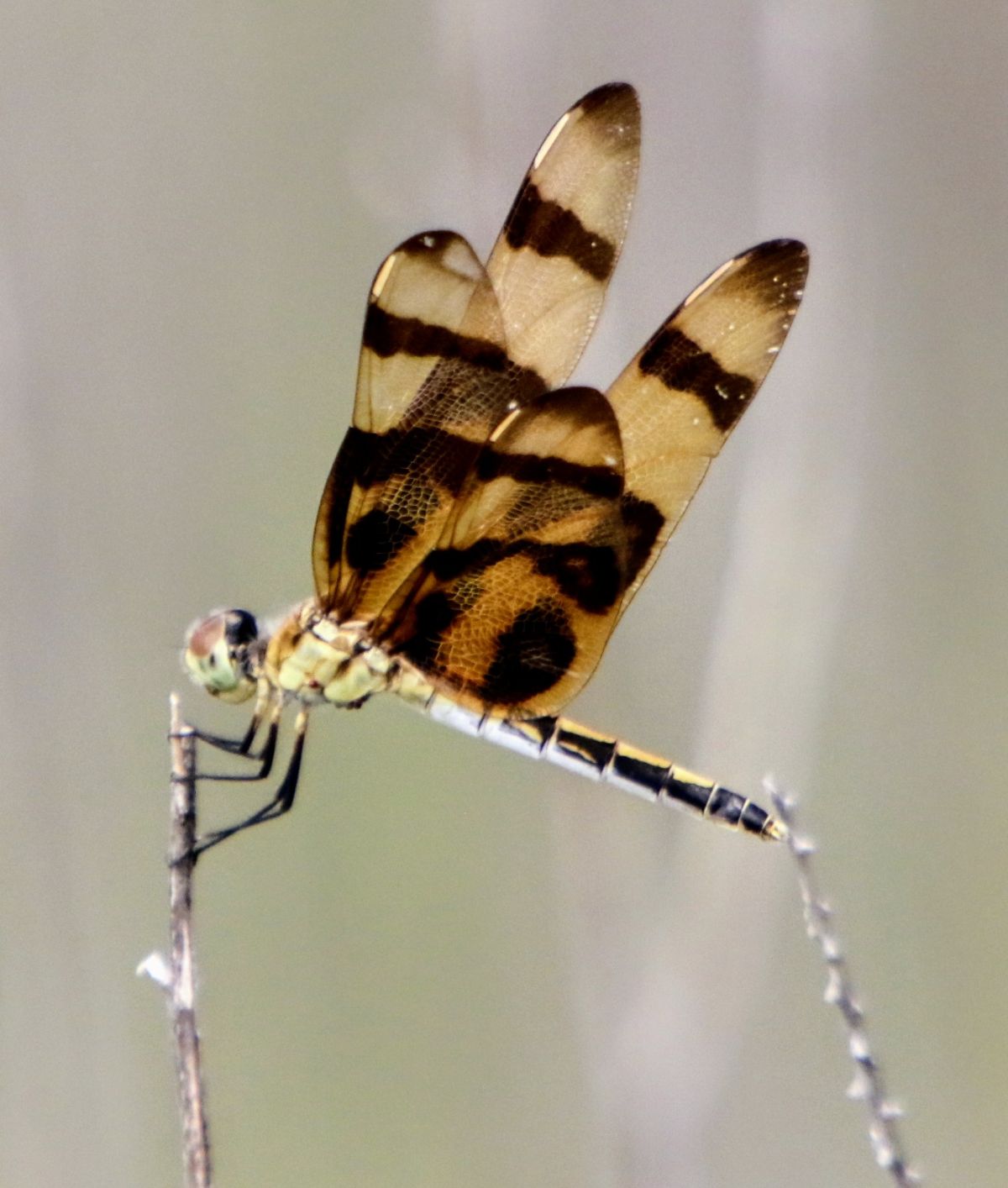 Halloween Pennant