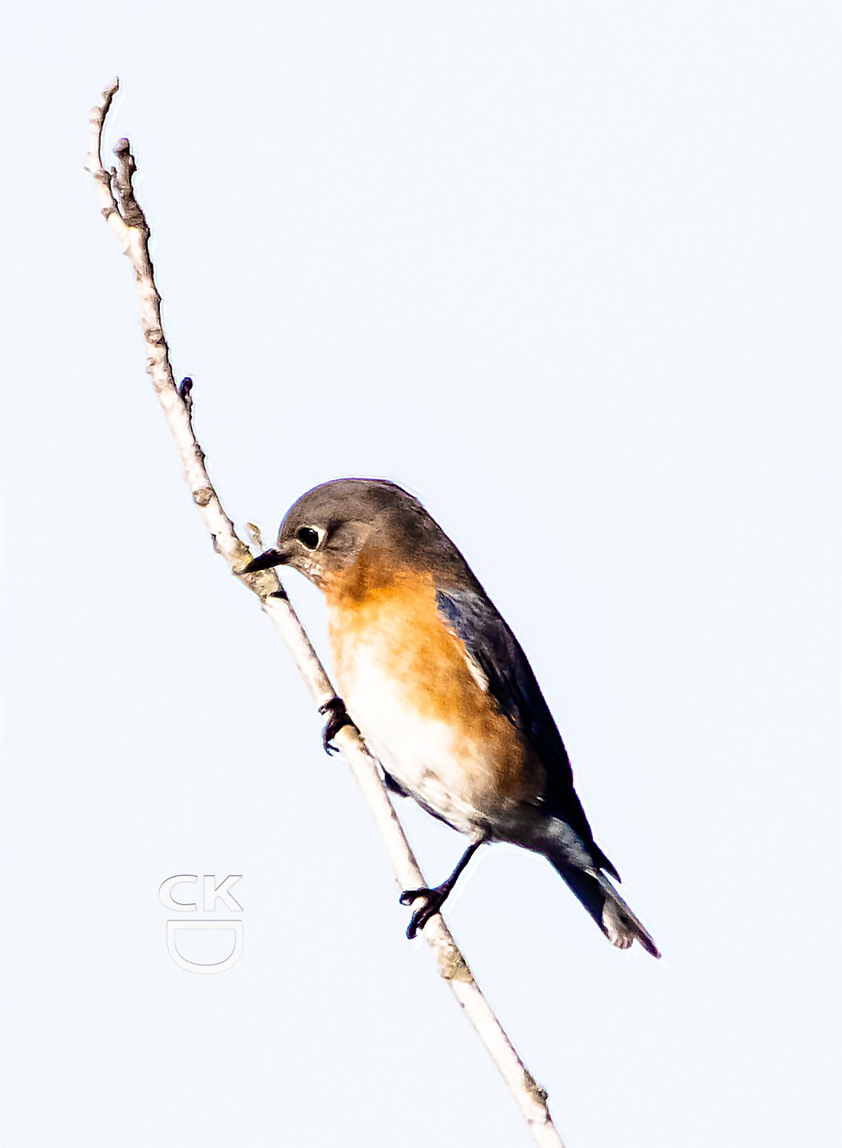 Blue Bird