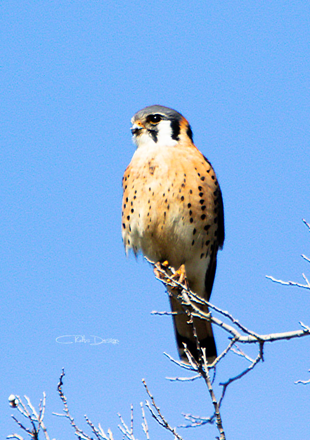 Kestral