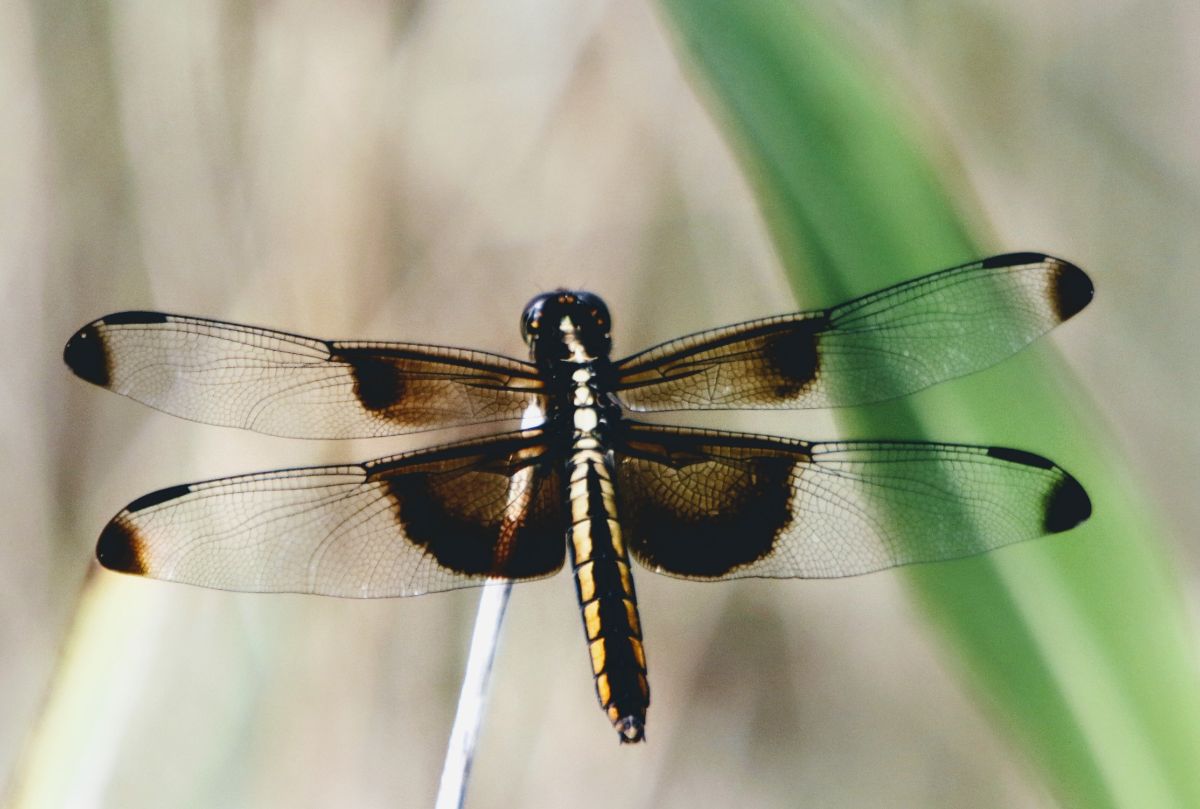 Insect Observation - 